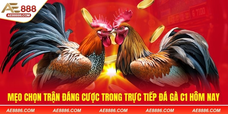 Mẹo chọn trận đáng cược trong trực tiếp đá gà C1 hôm nay